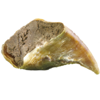 Täidetud vasika sõrg