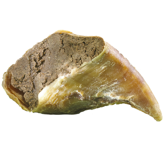 Täidetud vasika sõrg