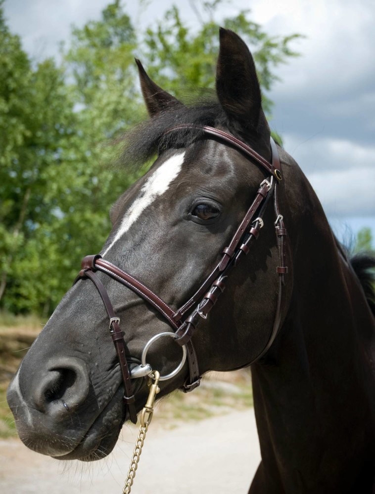 Globus Sport Foxy valjad