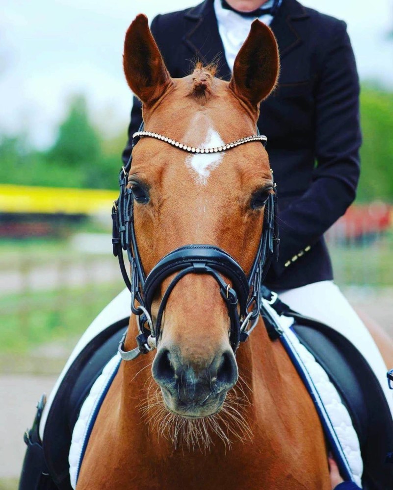 Globus Sport Zephir valjad