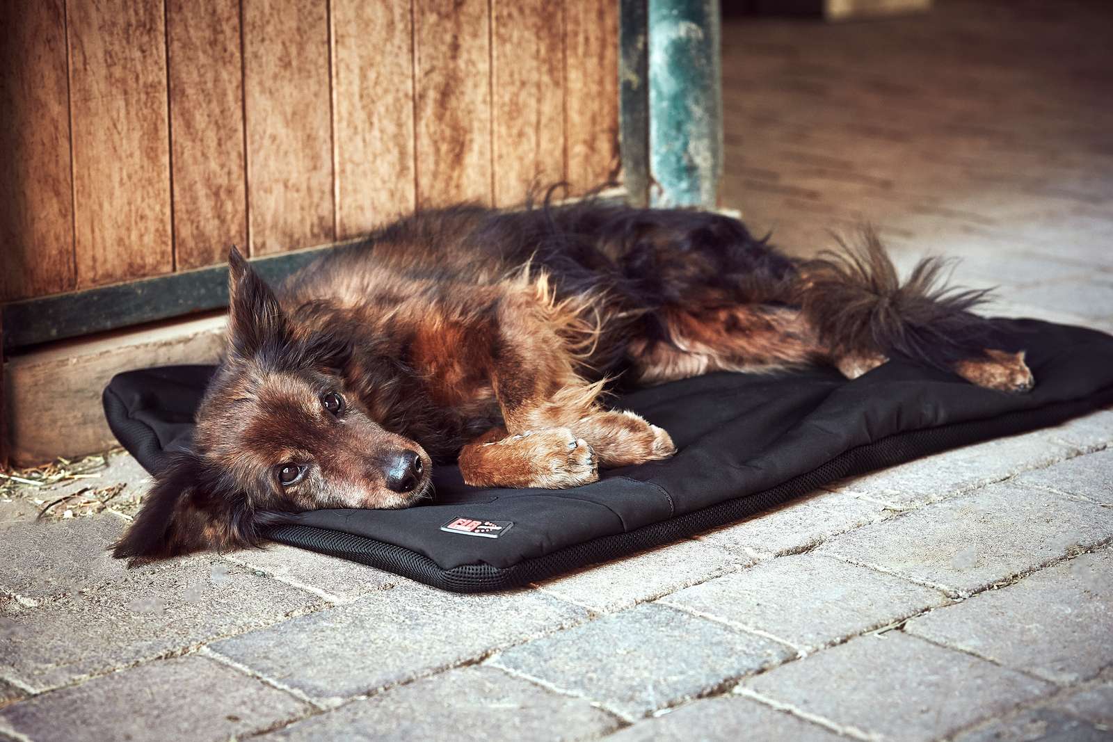 Catago Fir-Tech terapeutiline matt lemmikule - Image 3