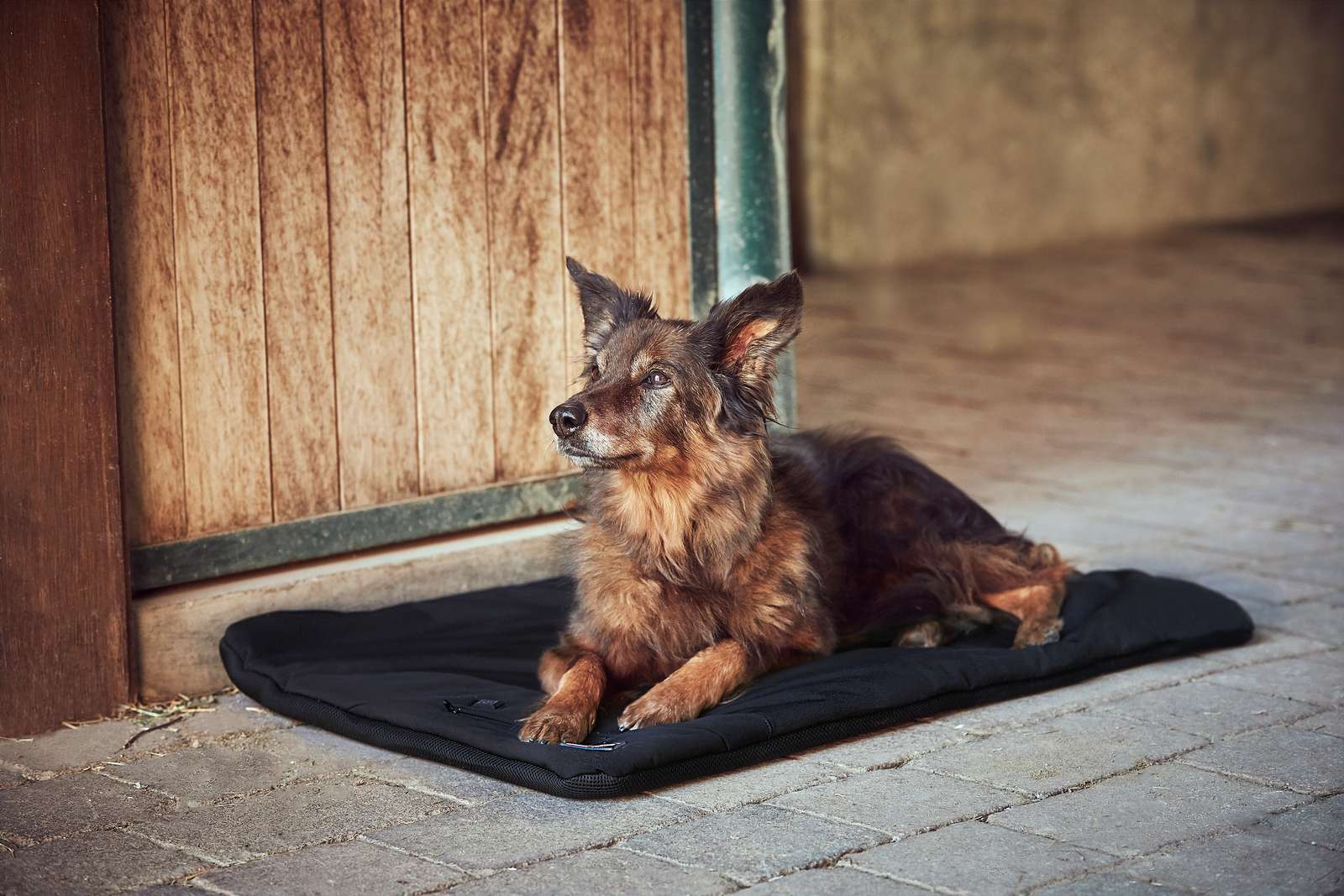 Catago Fir-Tech terapeutiline matt lemmikule - Image 2