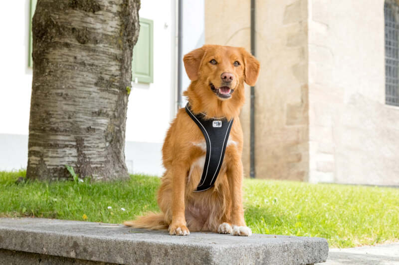 Curli Belka Magnetic traksid koertele - Image 6