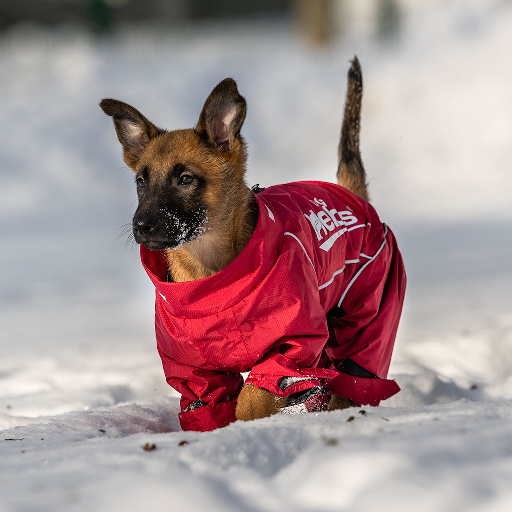 GS Helios soojust peegeldav kombinesoon koertele - Image 5