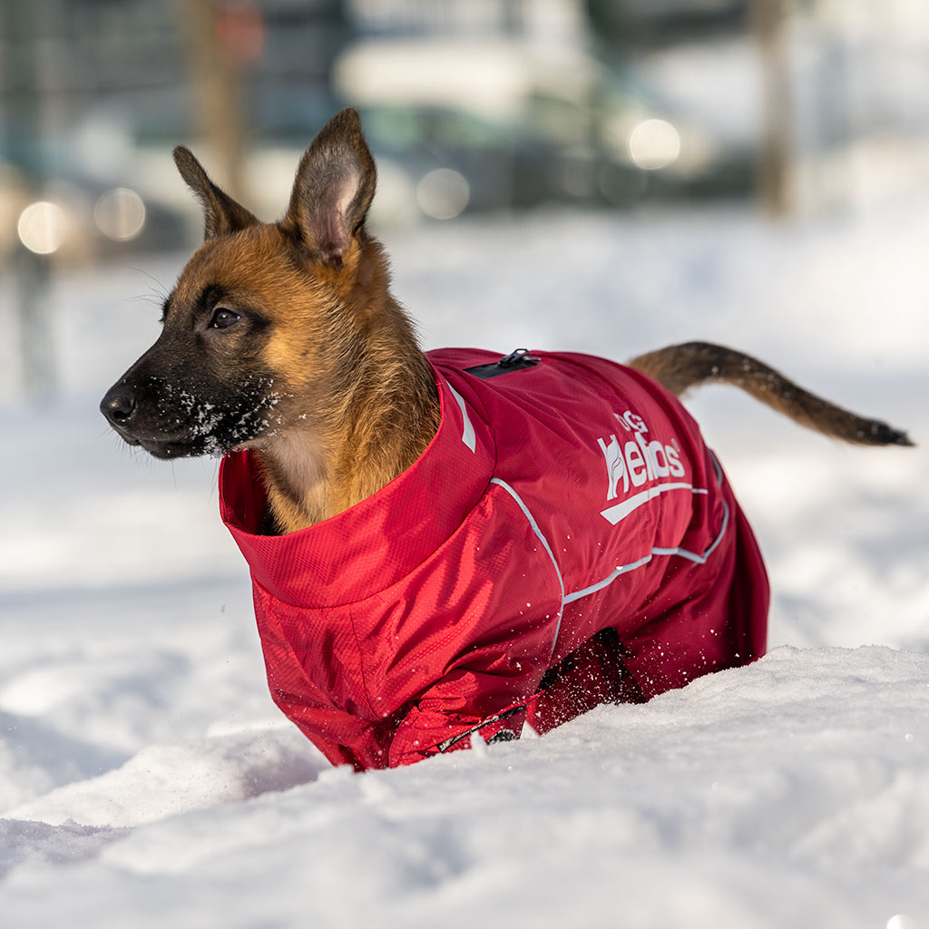 GS Helios soojust peegeldav kombinesoon koertele - Image 6