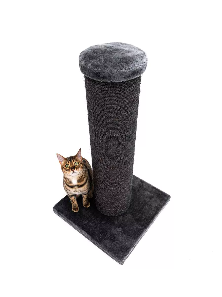 Petrebels Savannah 86 kraapimispuu kassidele - Image 3