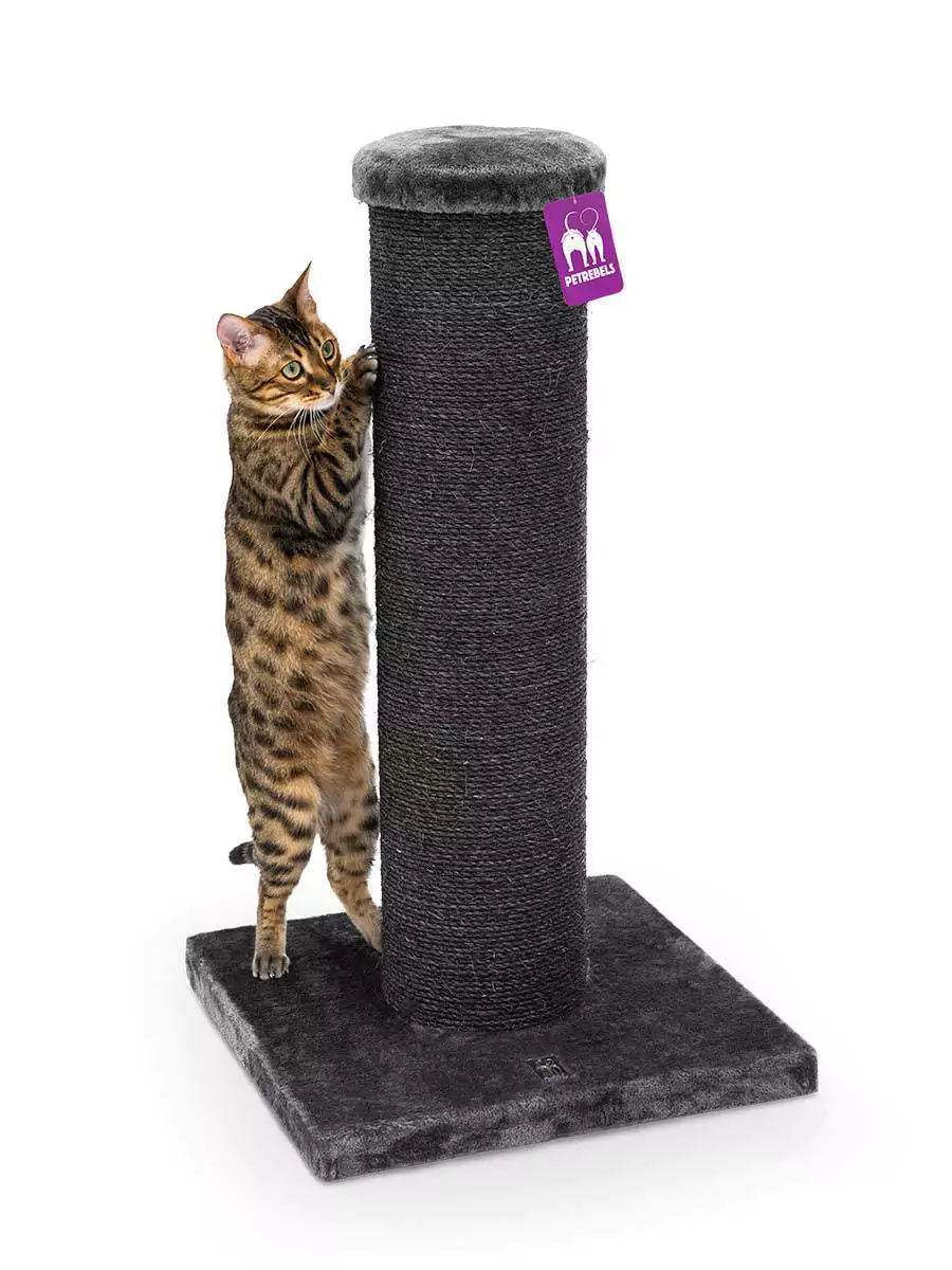 Petrebels Savannah 86 kraapimispuu kassidele - Image 5