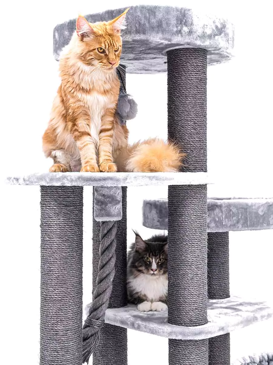 Petrebel Scenic View 197 kraapimispuu kassidele - Image 7