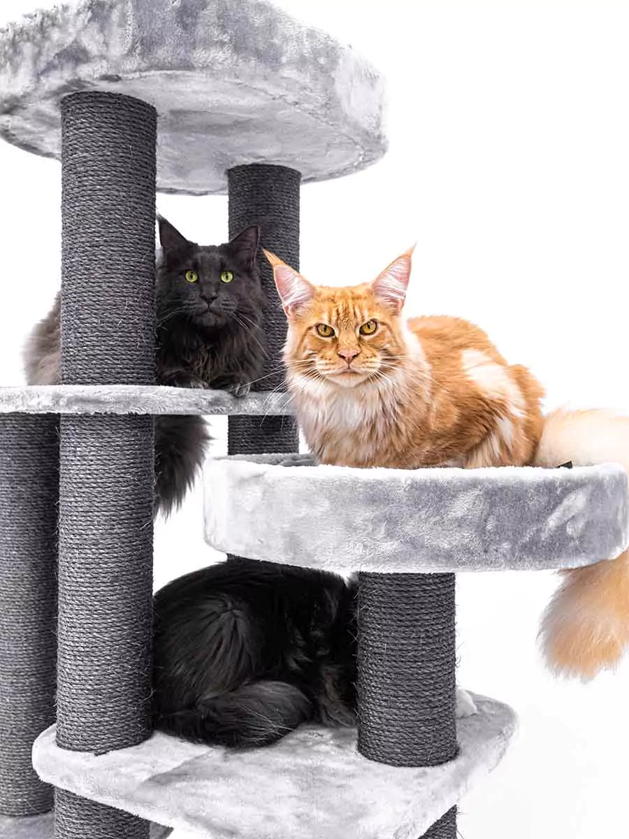 Petrebel Scenic View 197 kraapimispuu kassidele - Image 8