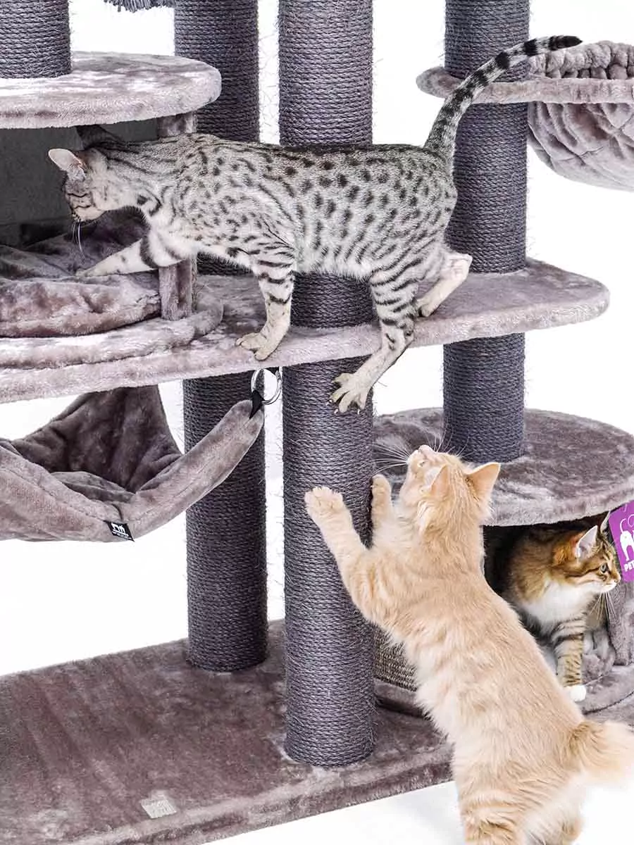 Petrebel Scenic View 197 kraapimispuu kassidele - Image 5