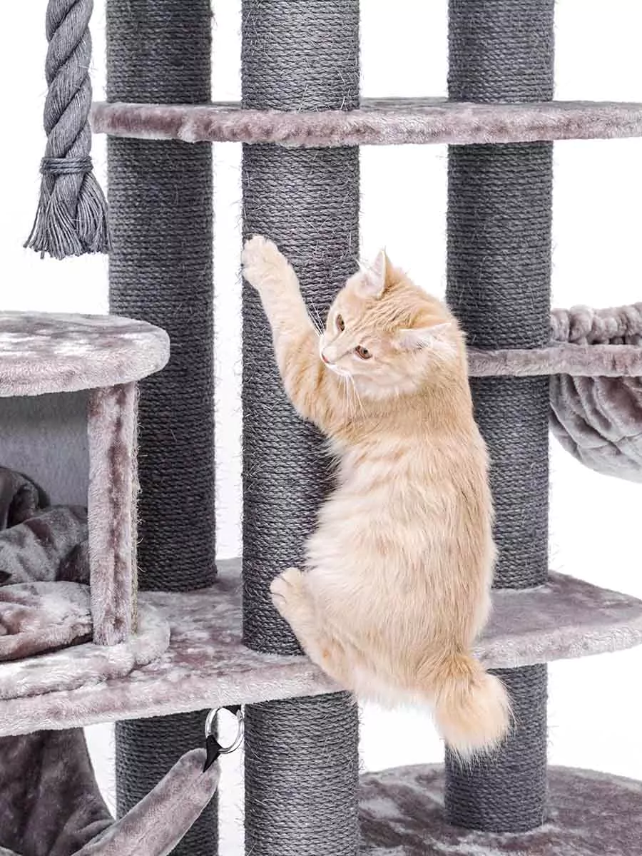 Petrebel Scenic View 197 kraapimispuu kassidele - Image 4