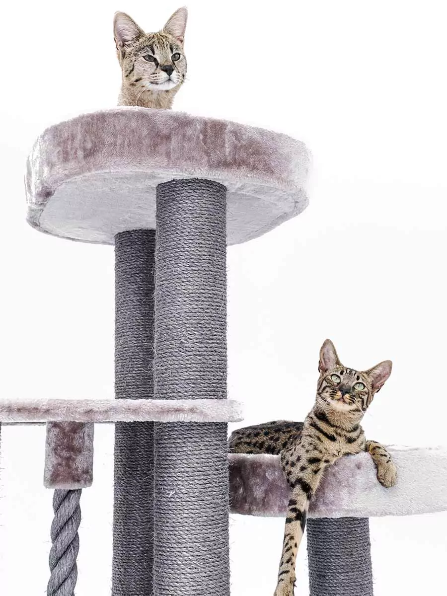 Petrebel Scenic View 197 kraapimispuu kassidele - Image 3