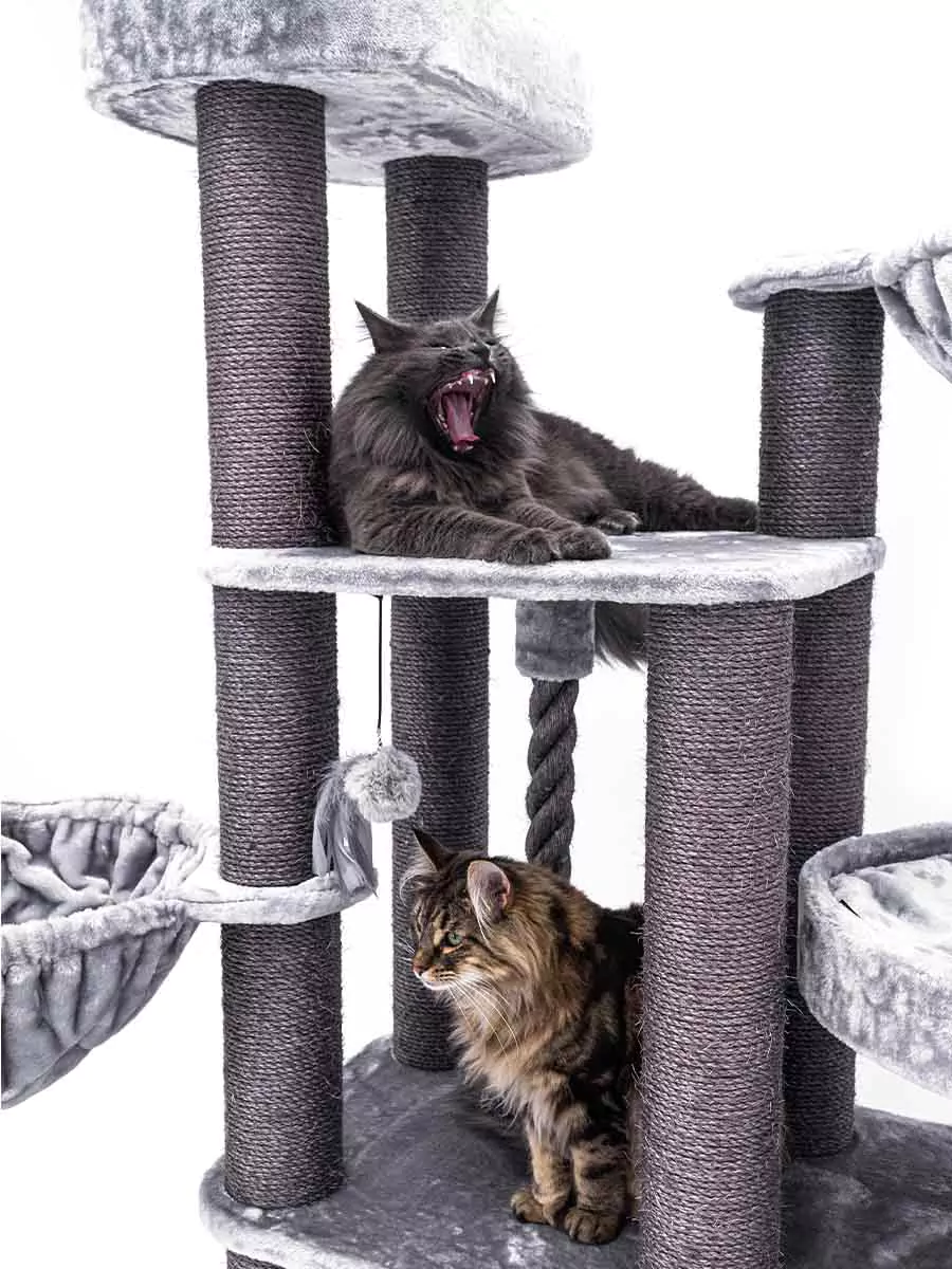 Petrebel Vista 170 kraapimispuu kassidele - Image 6