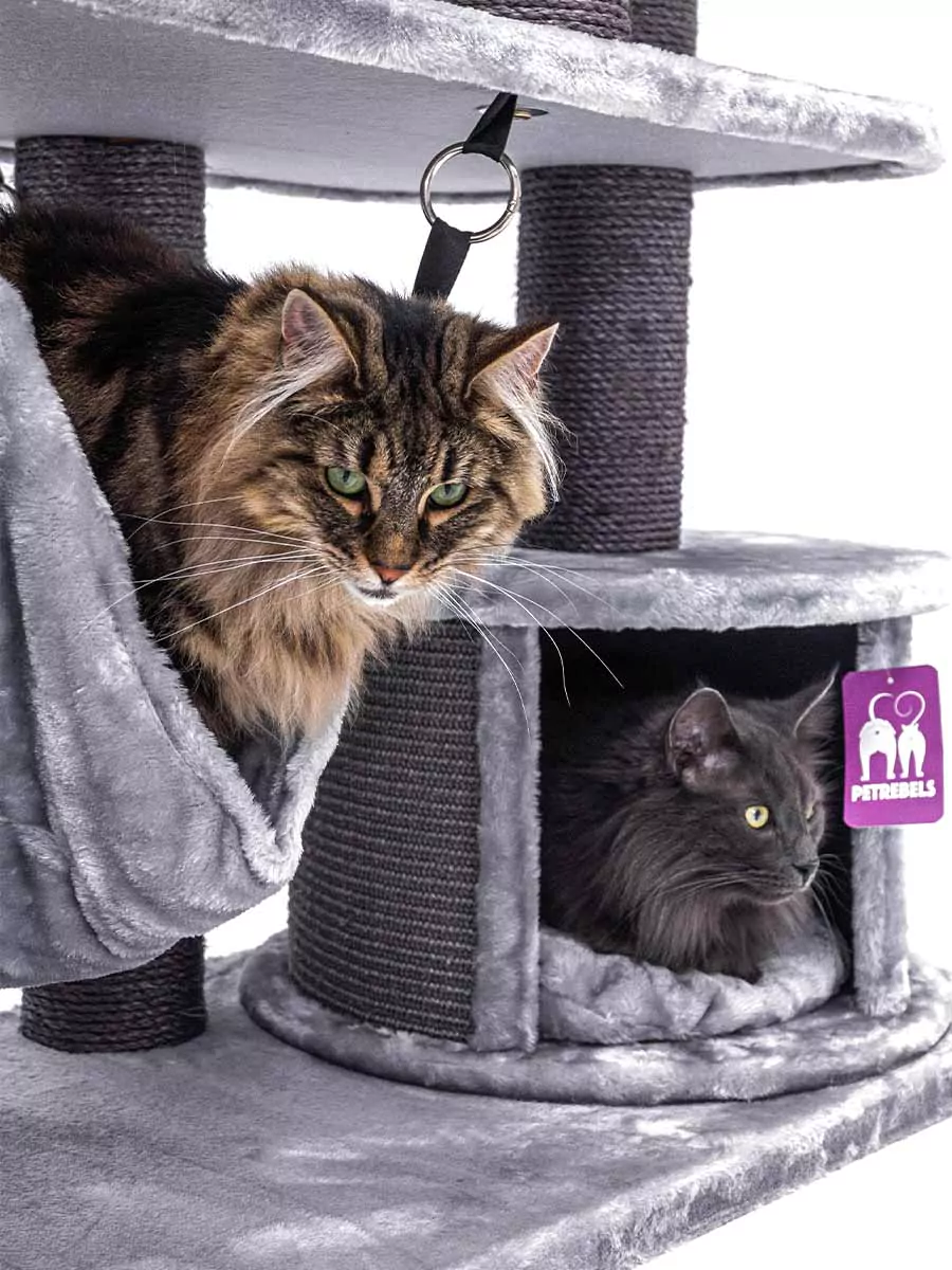 Petrebel Vista 170 kraapimispuu kassidele - Image 5