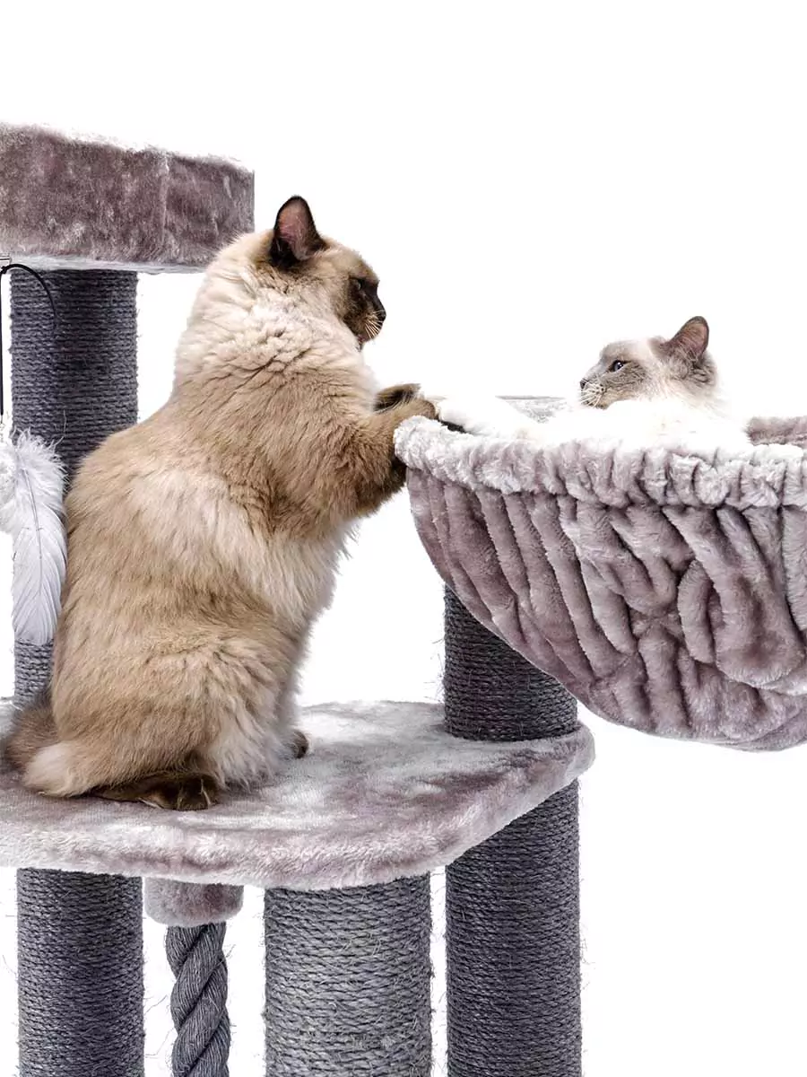 Petrebel Vista 170 kraapimispuu kassidele - Image 8