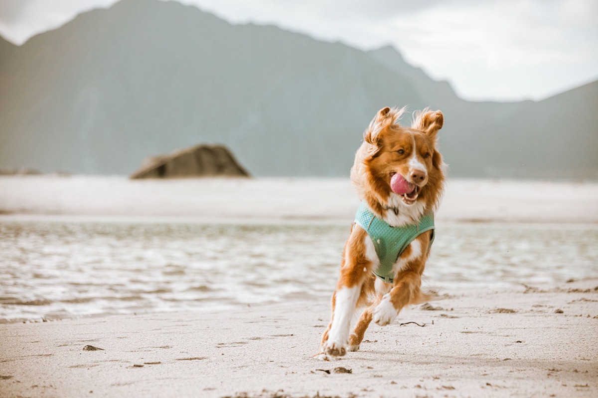 Hurtta Cooling Wrap vest koertele - Image 3