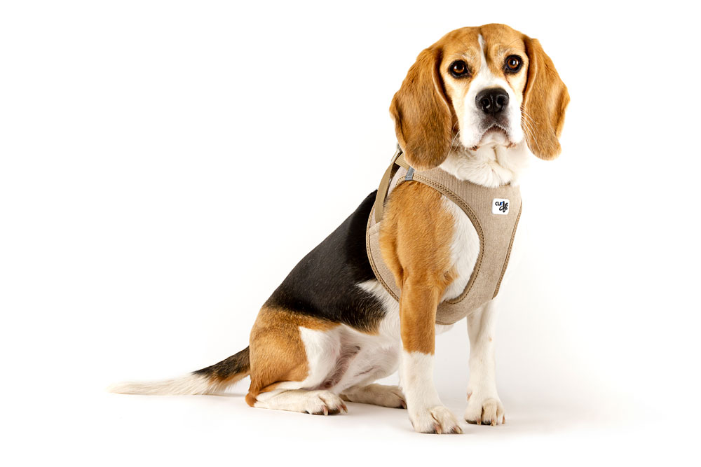 Curli Clasp Cord velvetiga traksid väikestele koertele - Image 5