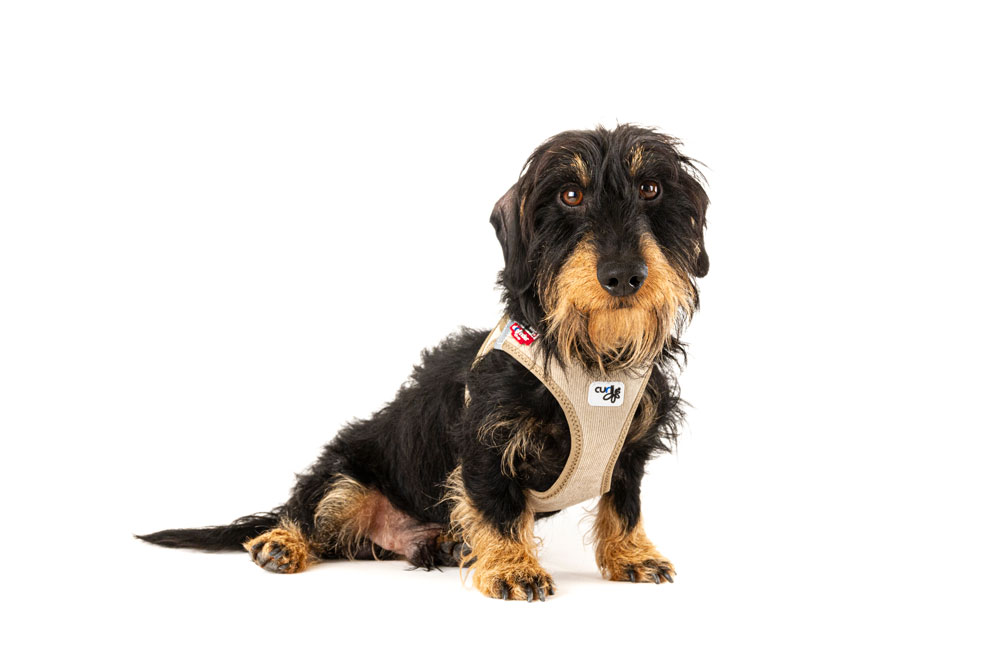 Curli Clasp Cord velvetiga traksid väikestele koertele - Image 4