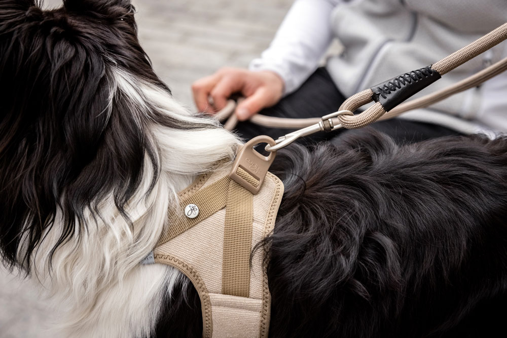 Curli Clasp Cord velvetiga traksid väikestele koertele - Image 11