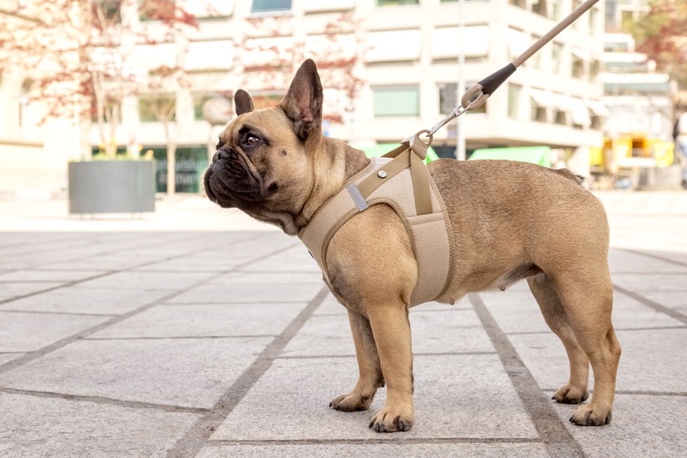 Curli Clasp Cord velvetiga traksid väikestele koertele - Image 10