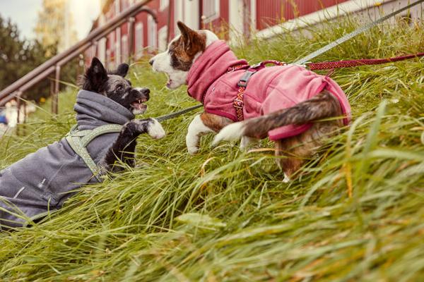 Hurtta Razzle-Dazzle Midlayer fliisjope koertele - Image 6