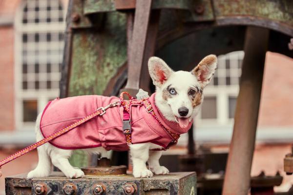 Hurtta Razzle-Dazzle Midlayer fliisjope koertele - Image 5