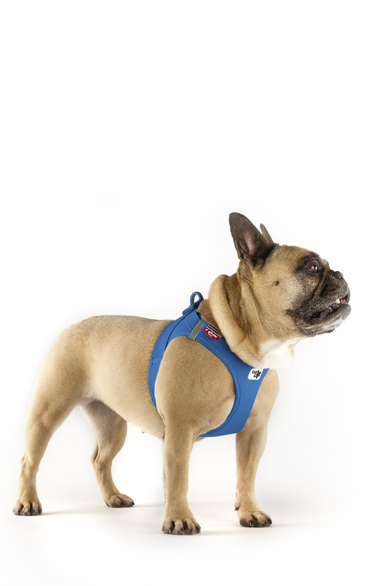 Curli Clasp Air-Mesh traksid väikestele koertele - Image 19