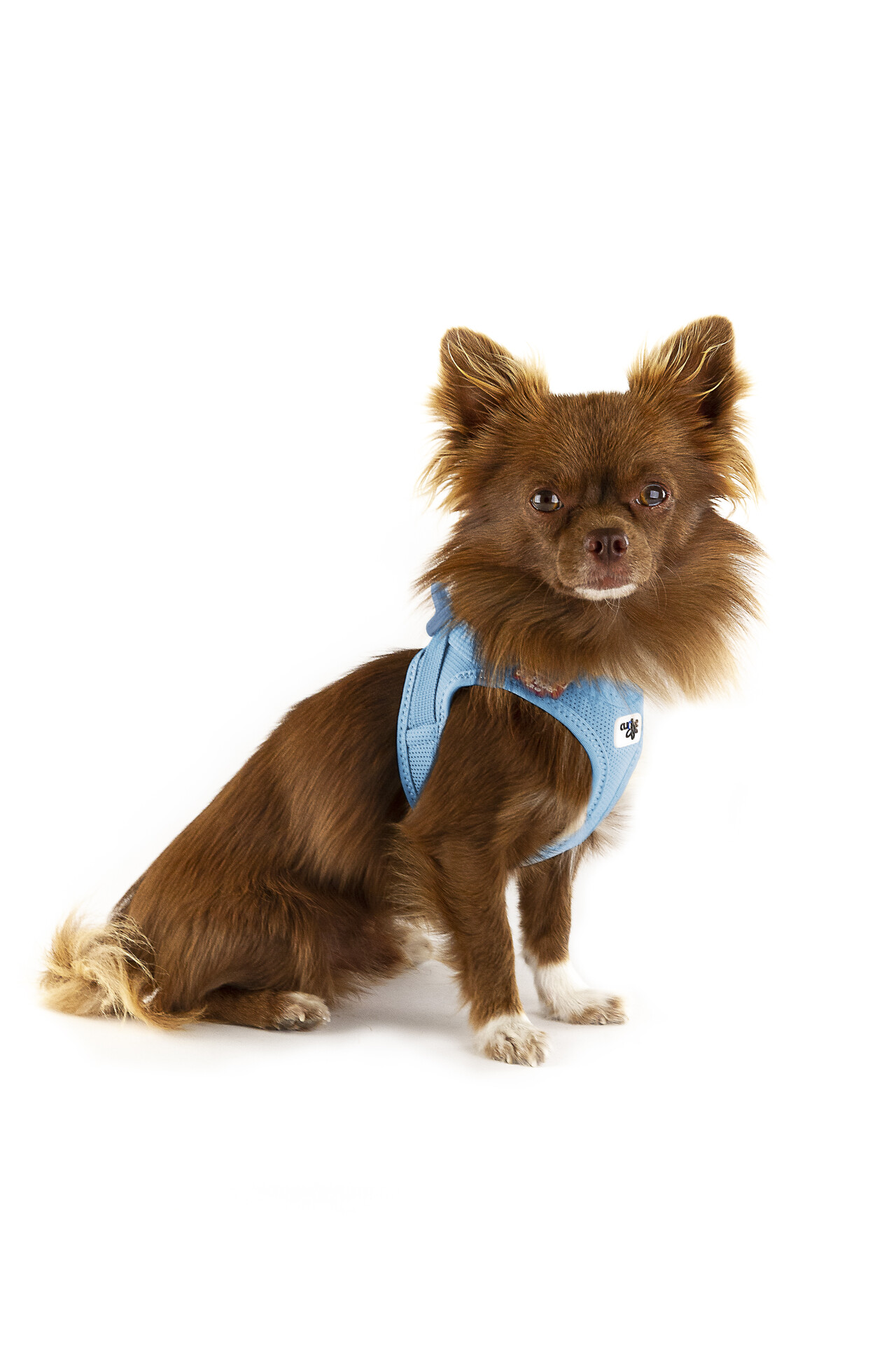 Curli Clasp Air-Mesh traksid väikestele koertele - Image 17