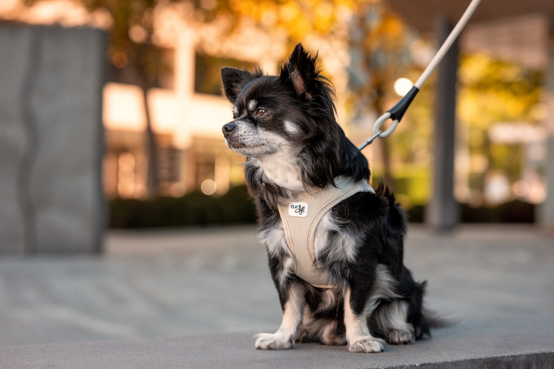 Curli Clasp Air-Mesh traksid väikestele koertele - Image 25