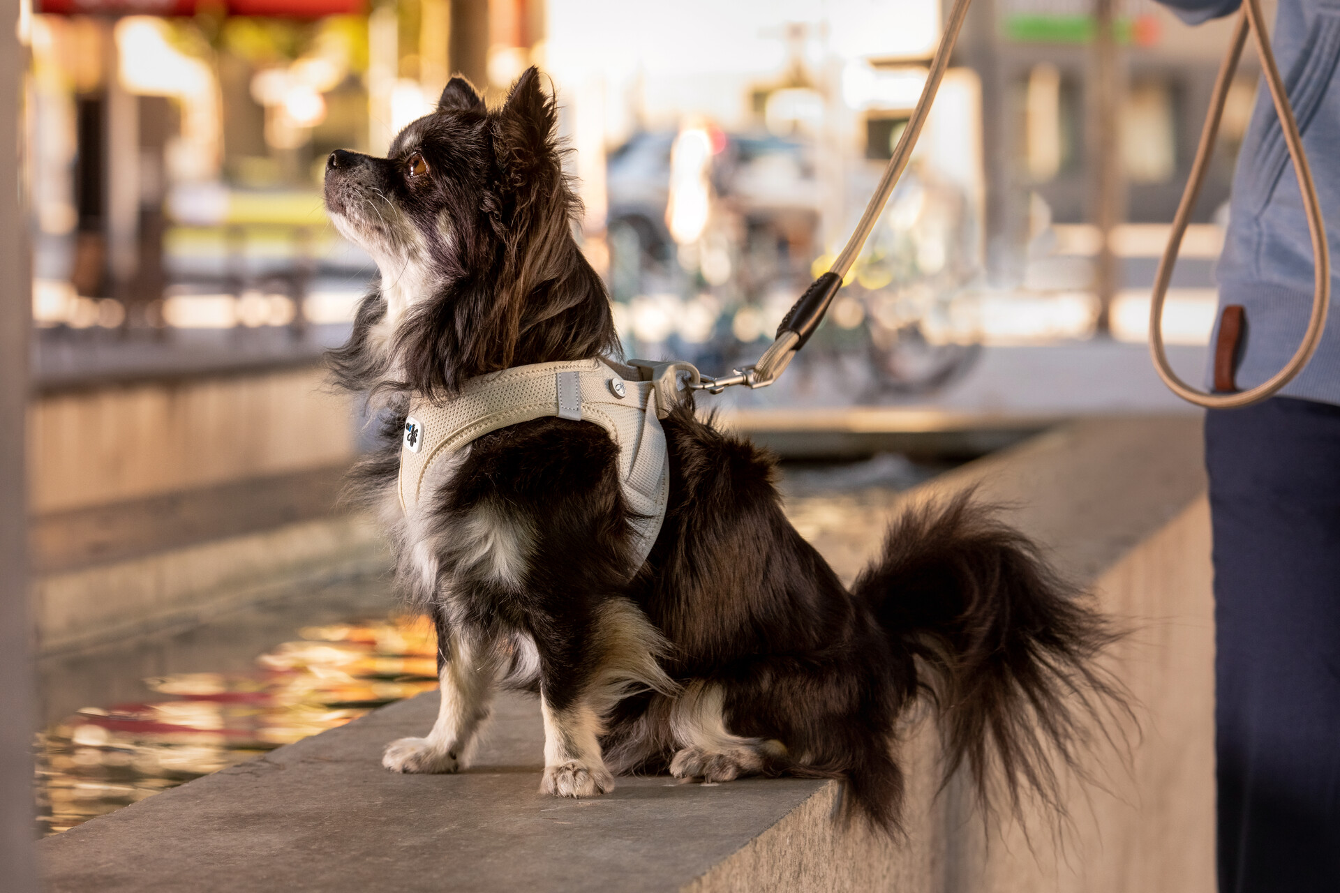 Curli Clasp Air-Mesh traksid väikestele koertele - Image 24