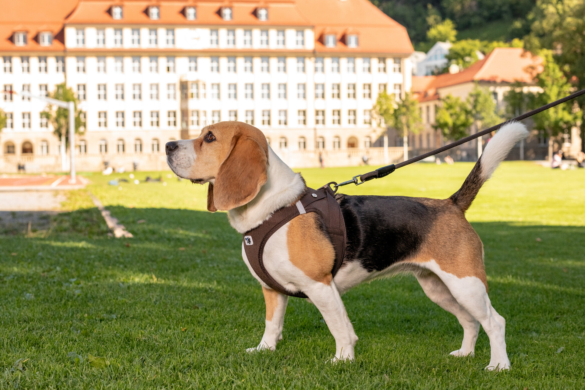 Curli Clasp Air-Mesh traksid väikestele koertele - Image 22