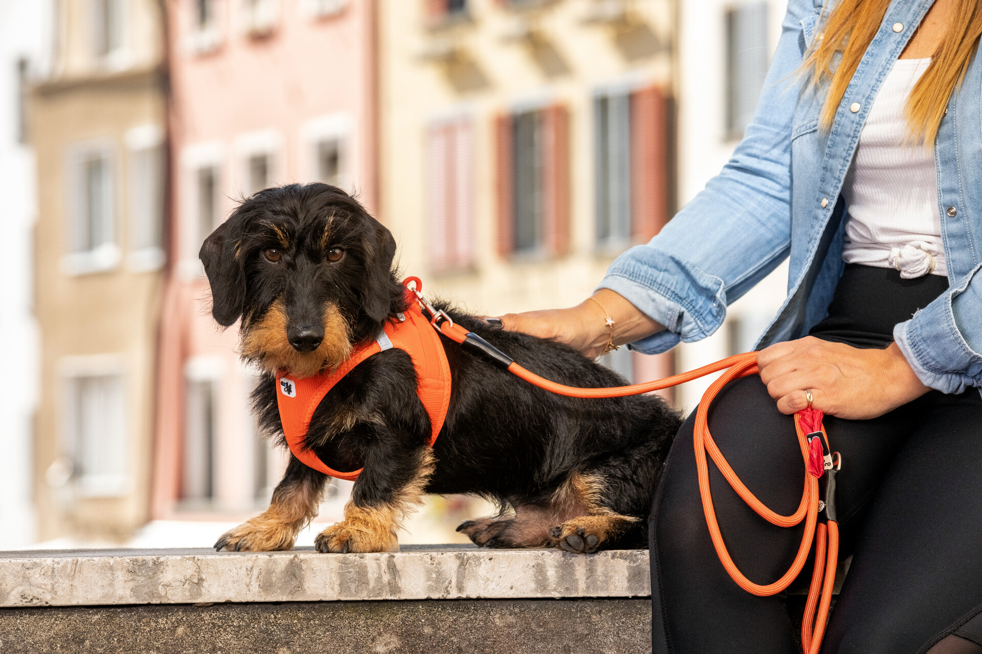 Curli Clasp Air-Mesh traksid väikestele koertele - Image 21