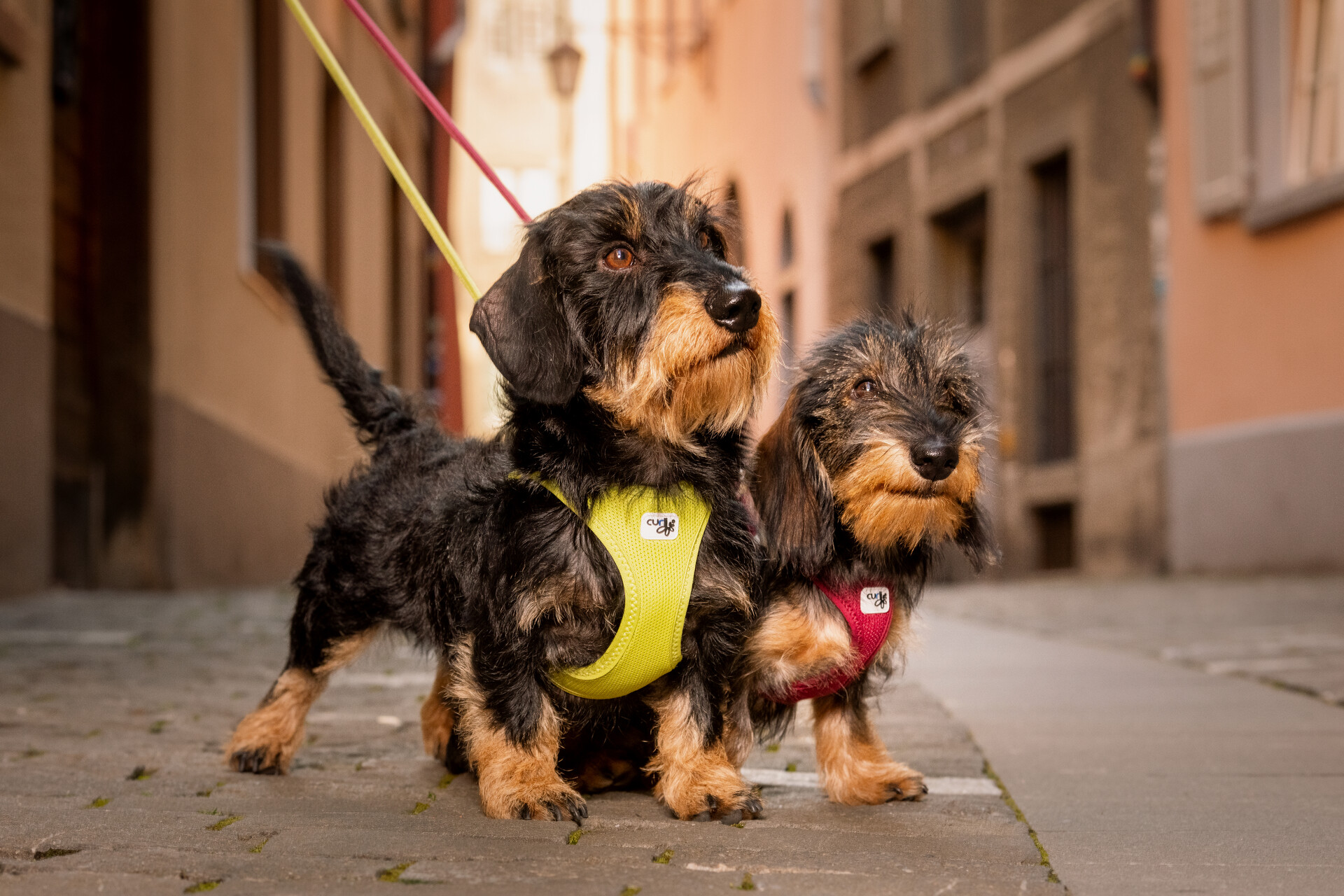 Curli Clasp Air-Mesh traksid väikestele koertele - Image 20