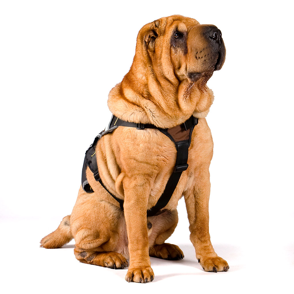 GS Outdoor Series koerte traksid - Image 5