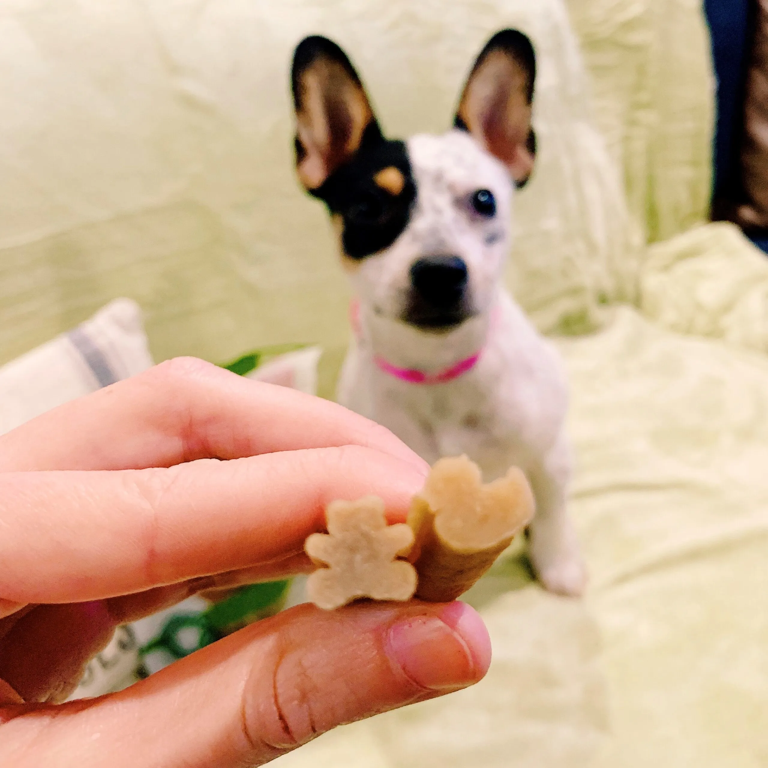 Whimzees Puppy XS/S, 28 tk - Image 3