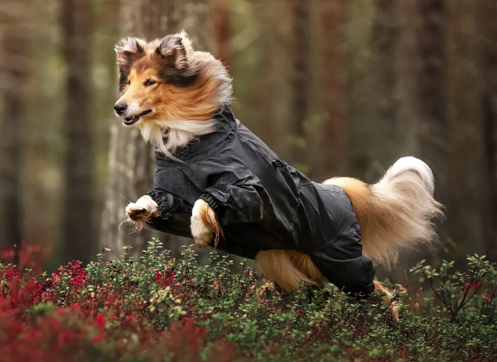 Rukka Flash kombinesoon koertele - Image 5