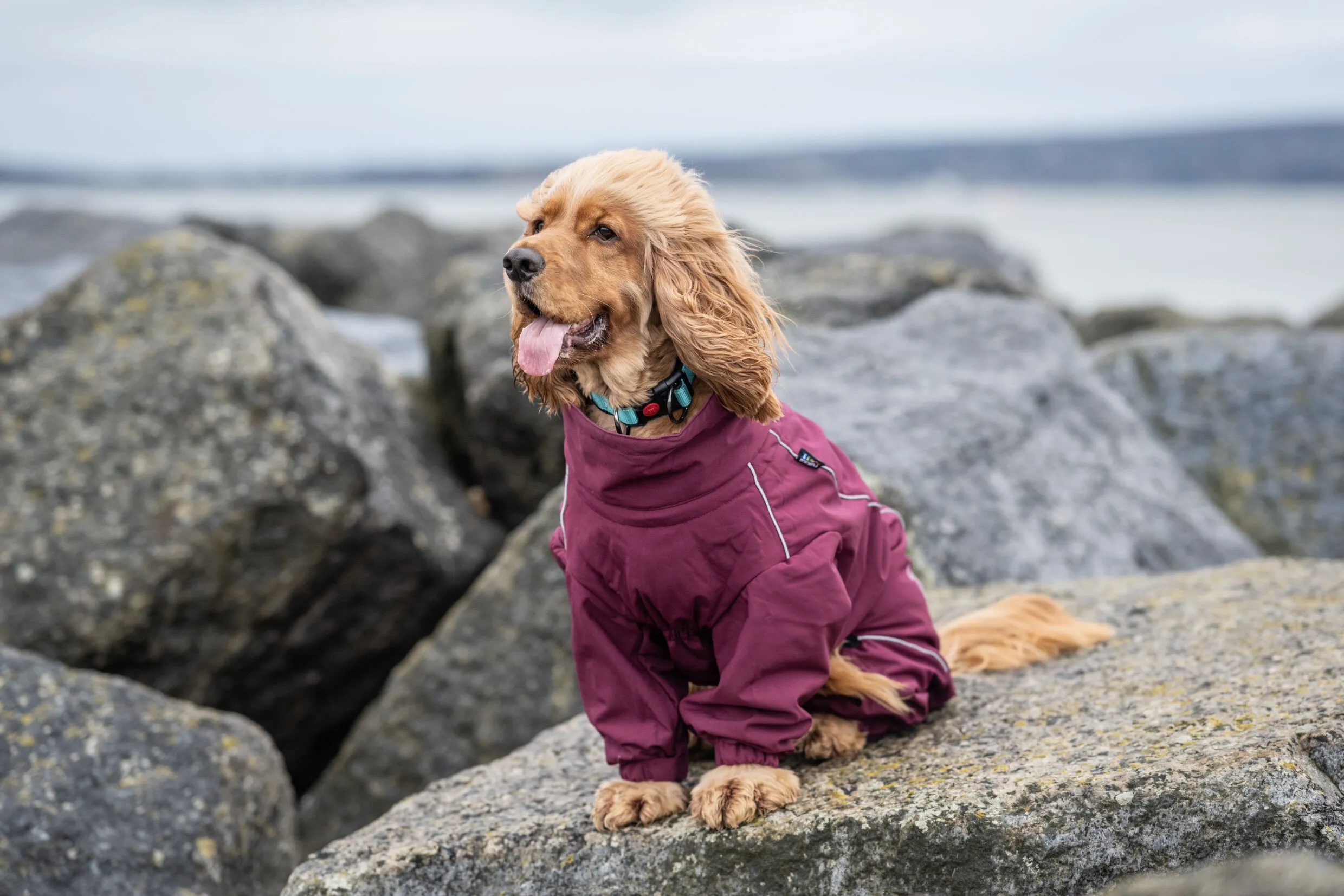 Rukka Thermal Overall soe kombinesoon koertele - Image 4