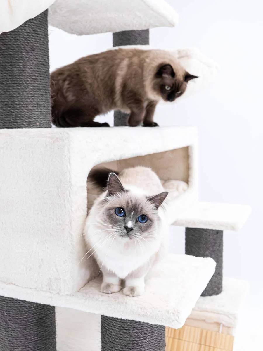 Petrebels Lookout 198 kraapimispuu kassidele - Image 7