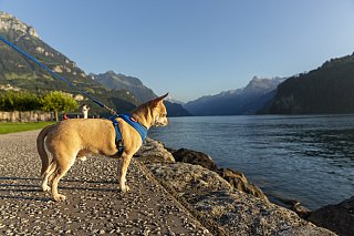 Curli Basic Air-Mesh traksid väikestele koertele - Image 11