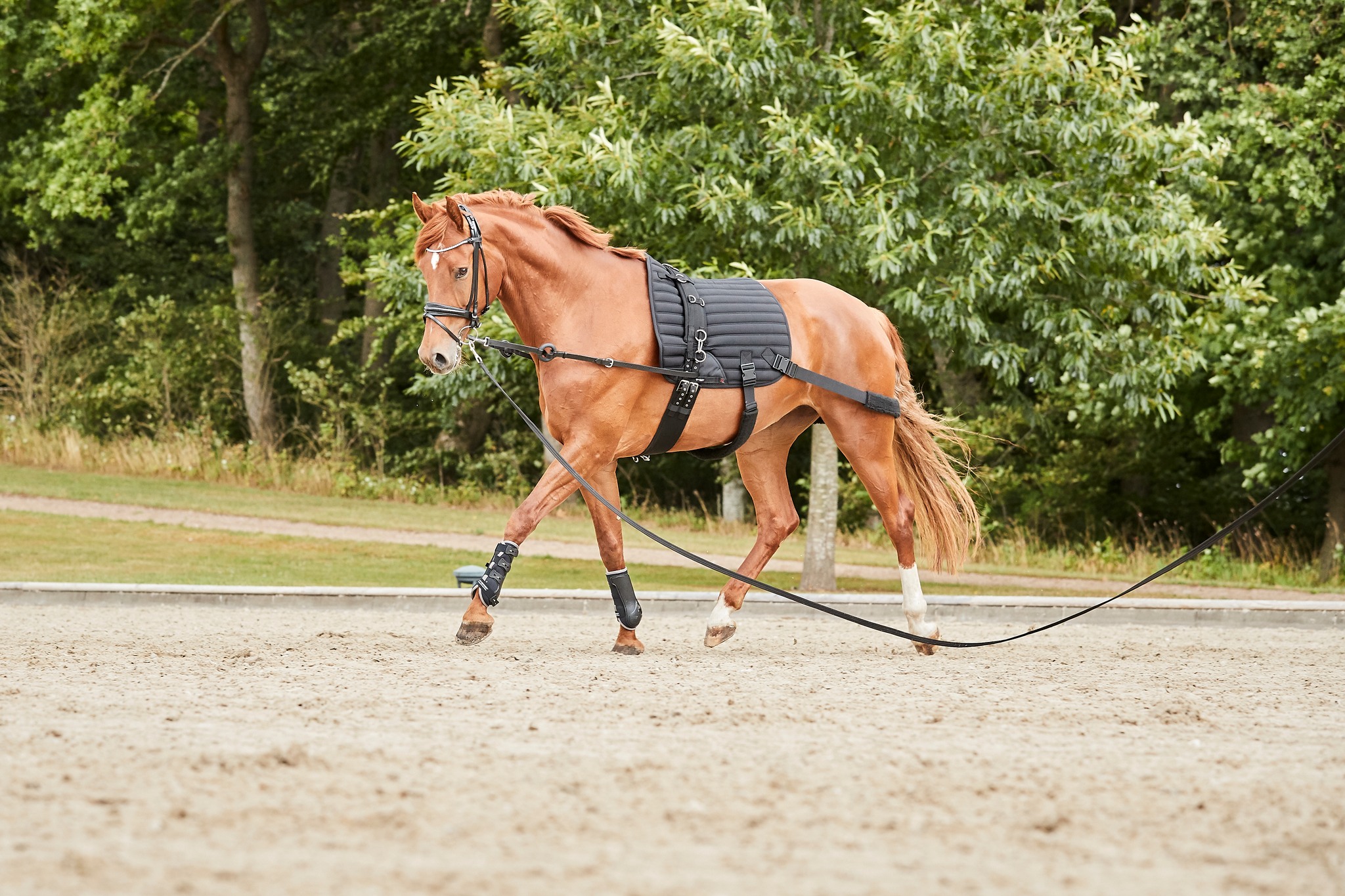 Catago Hybrid treening valtrap elastikutega, koolisõidu - Image 3