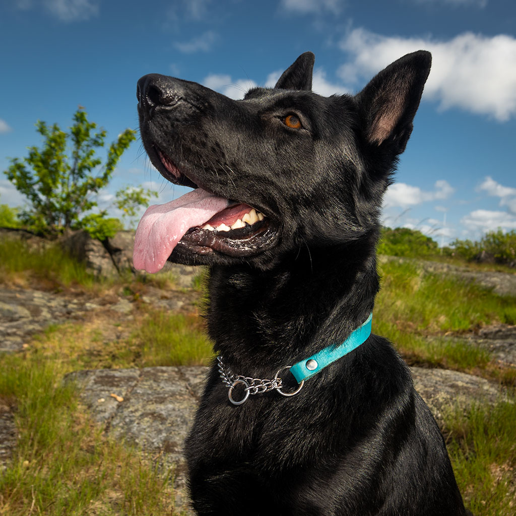 GS Tony nahast poolpoov kaelarihm ketiga koertele - Image 4