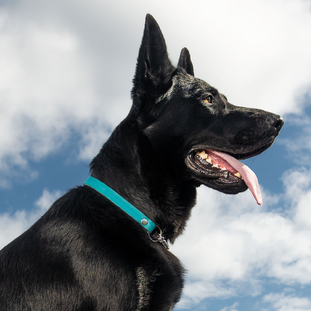 GS Tony nahast poolpoov kaelarihm ketiga koertele - Image 3