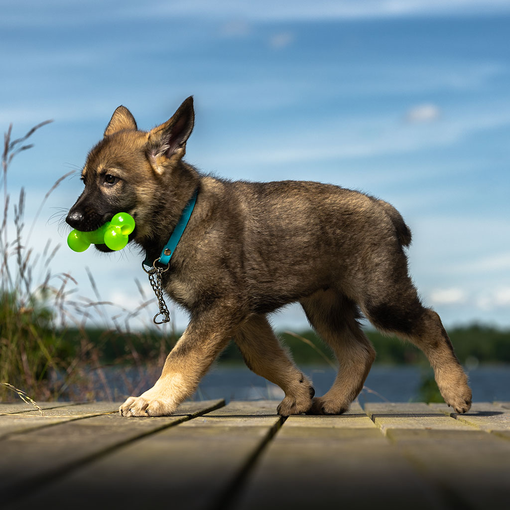 GS Tony nahast poolpoov kaelarihm ketiga koertele - Image 5