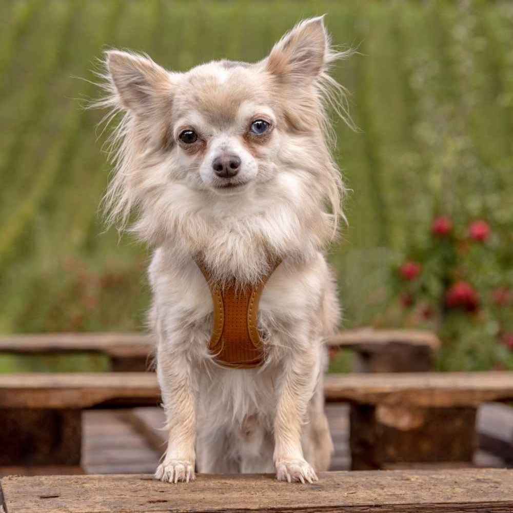 Curli Apple Leather traksid väikestele koertele - Image 7