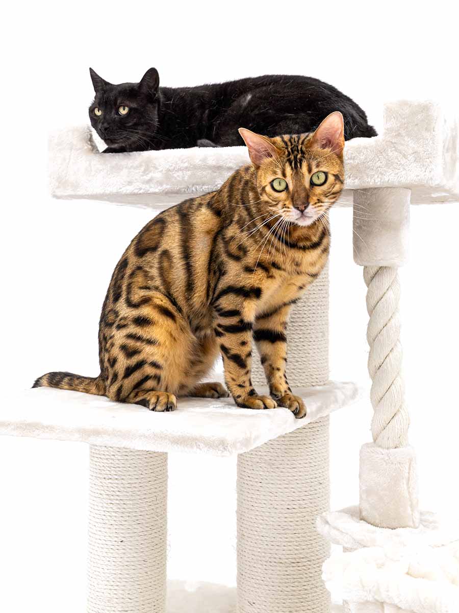 Petrebels Parklane 175 kraapimispuu kassidele - Image 7