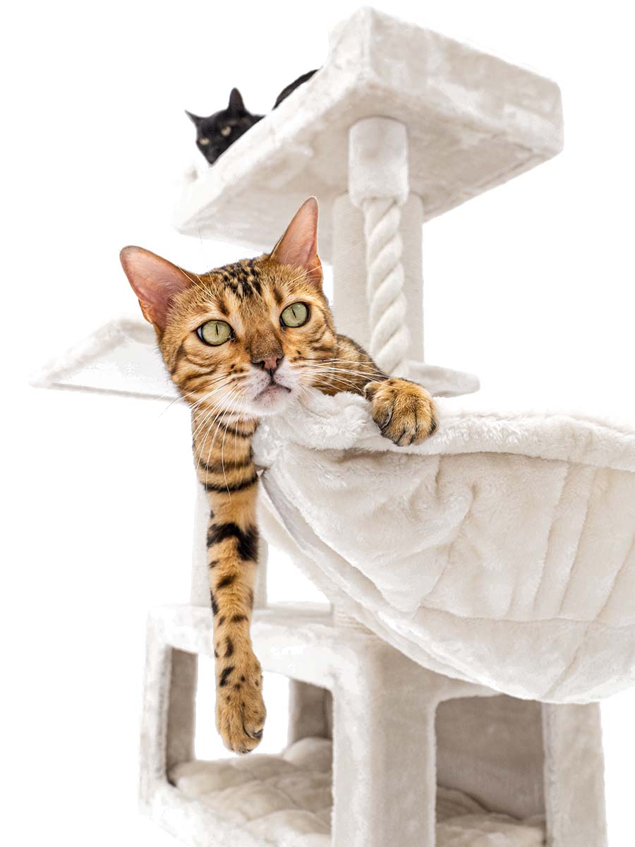 Petrebels Parklane 175 kraapimispuu kassidele - Image 8