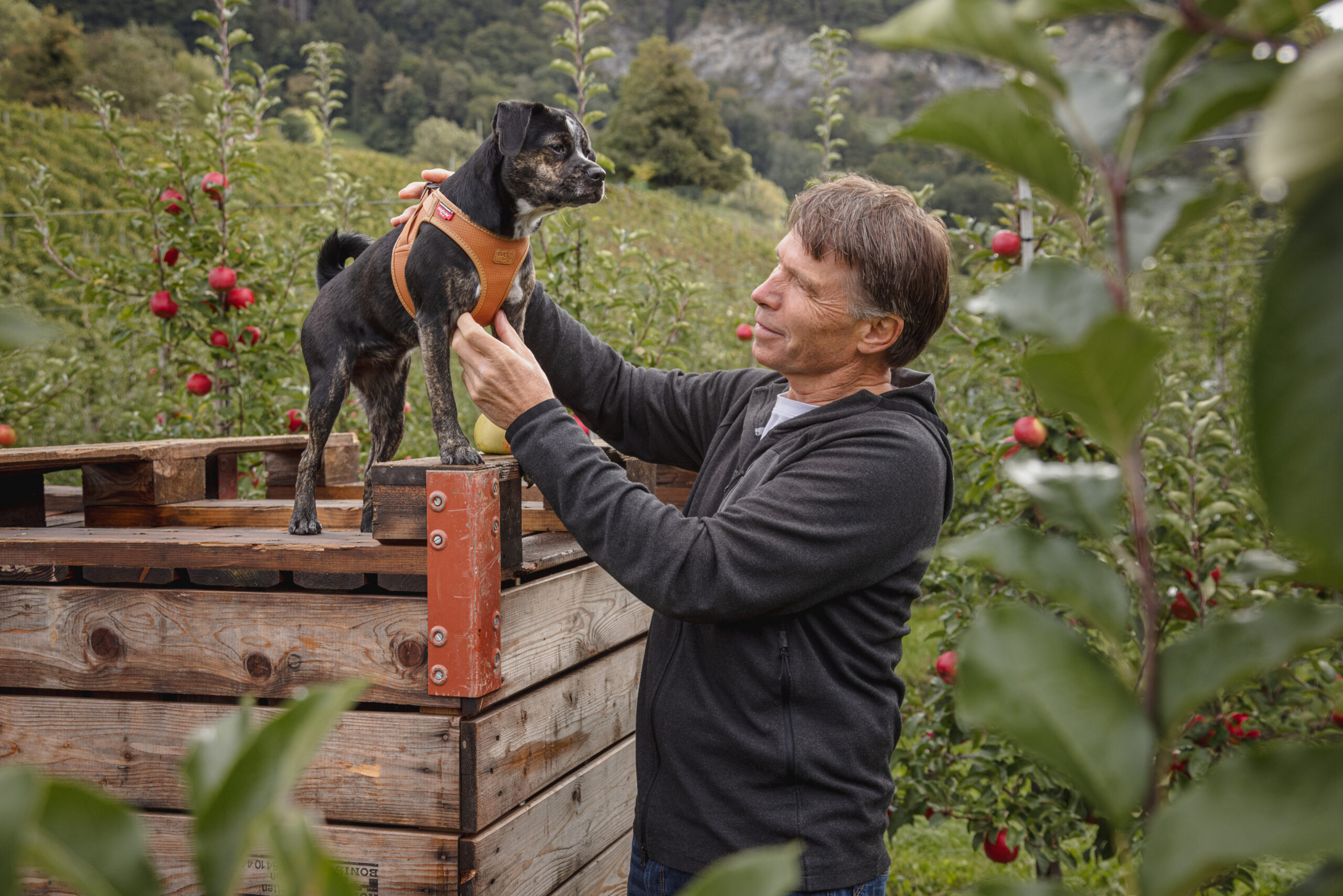 Curli Apple Leather traksid väikestele koertele - Image 8