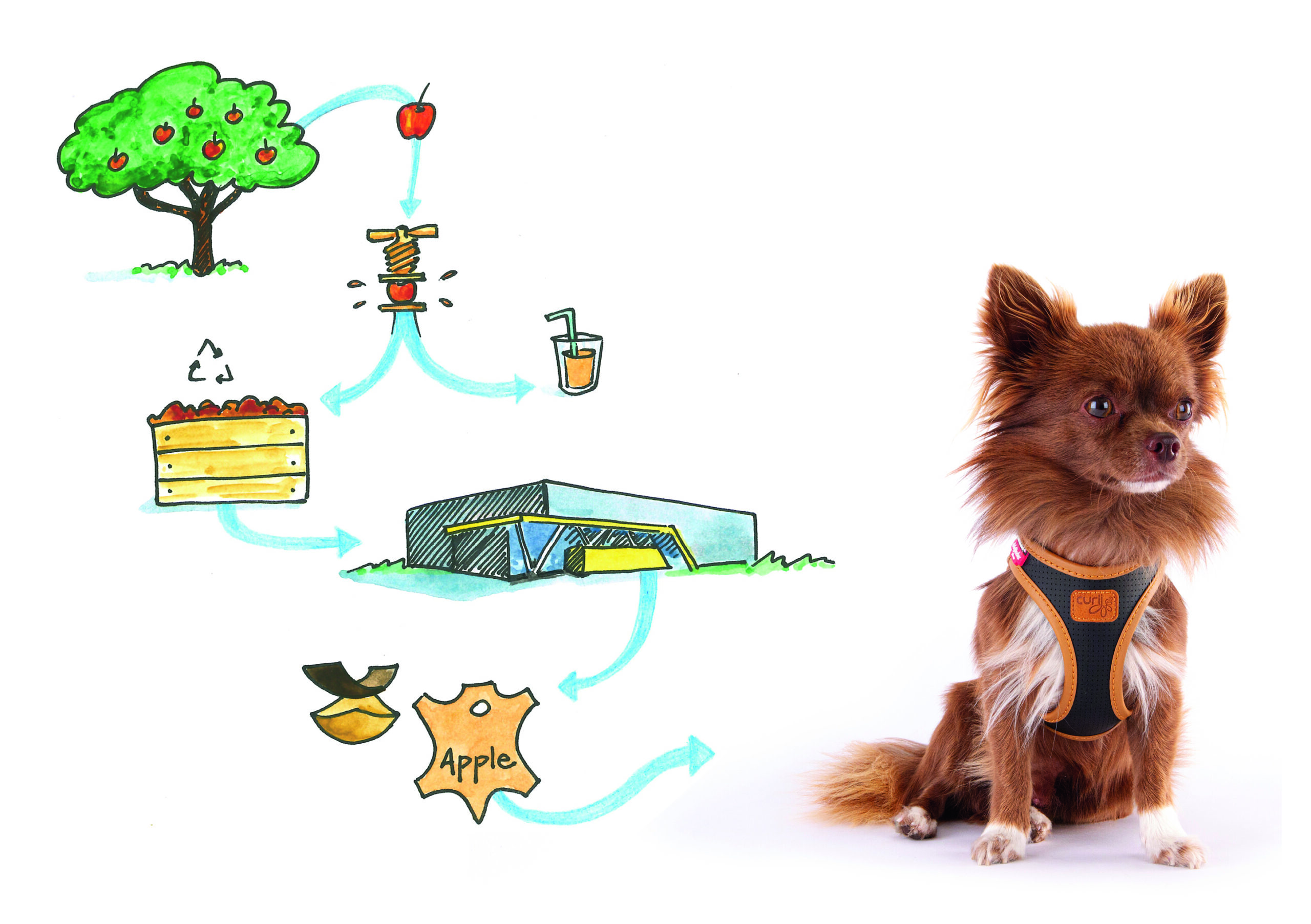 Curli Apple Leather traksid väikestele koertele - Image 3