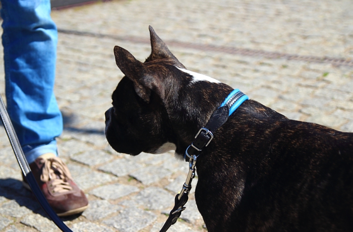 ZL Soft Plus kaelarihm - Image 3