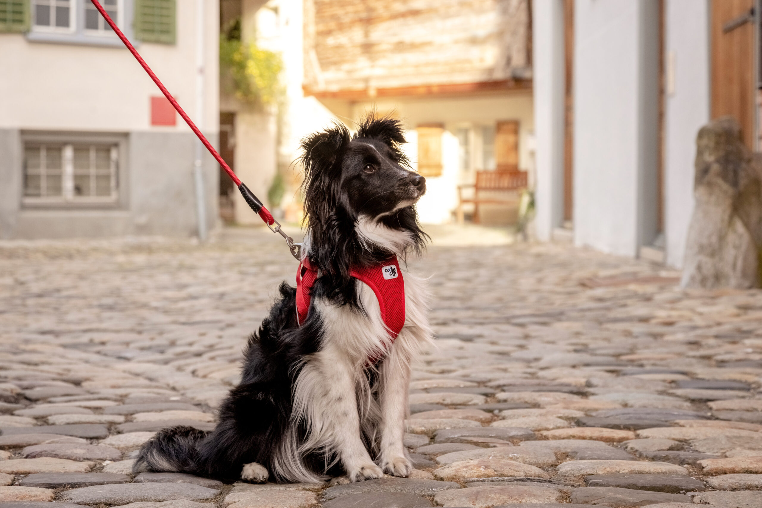 Curli Magnetic V2 traksid väikestele koertele - Image 3